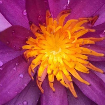 Nymphaea detective erika nelumbogarden waterlilies 5