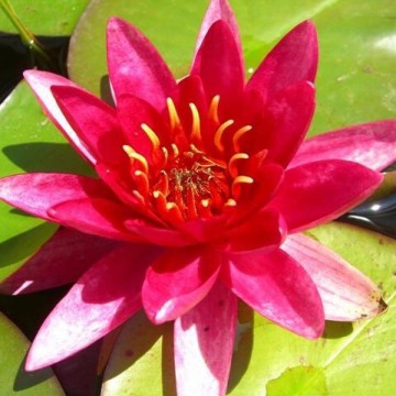 Nymphaea escarboucle nelumbogarden waterlilies 4