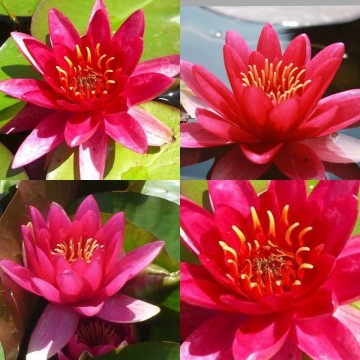 Nymphaea escarboucle nelumbogarden waterlilies 5