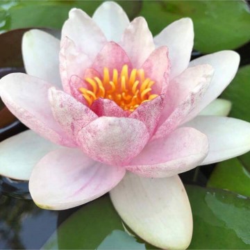Nymphaea fabiola nelumbogarden waterlilies  1