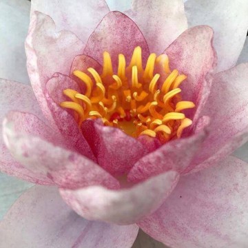 Nymphaea fabiola nelumbogarden waterlilies  2