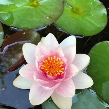 Nymphaea fabiola nelumbogarden waterlilies  4