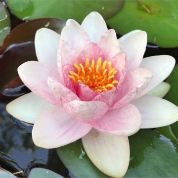 Nymphaea fabiola nelumbogarden waterlilies  5