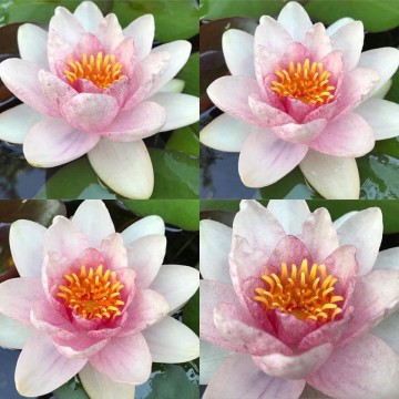 Nymphaea fabiola nelumbogarden waterlilies  7