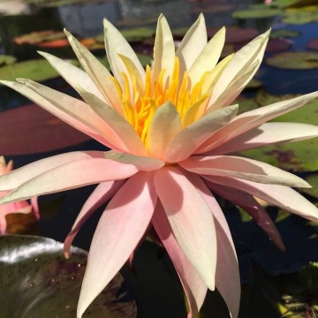 Nymphaea fairy skirt nelumbogarden waterlilies 2