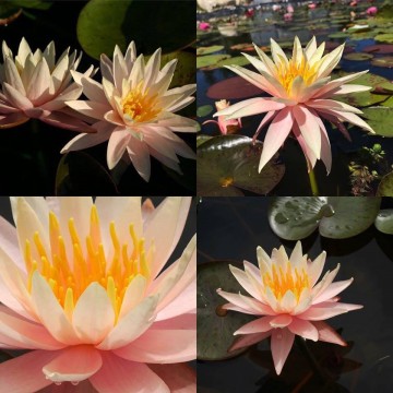 Nymphaea fairy skirt nelumbogarden waterlilies 5