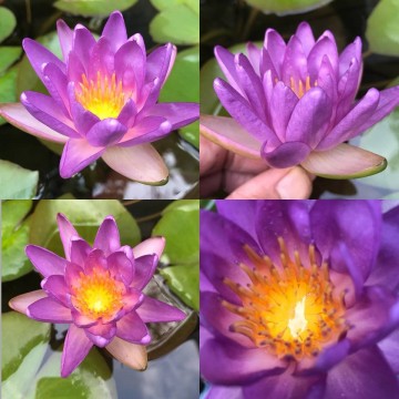 Nymphaea fay mcdonald 2 nelumbogarden waterlilies 11