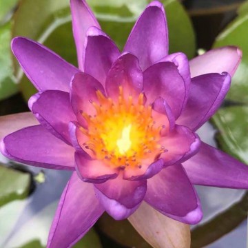 Nymphaea fay mcdonald 2 nelumbogarden waterlilies 2