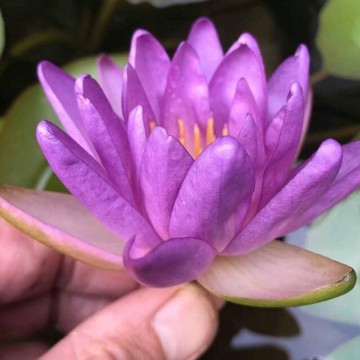 Nymphaea fay mcdonald 2 nelumbogarden waterlilies 4