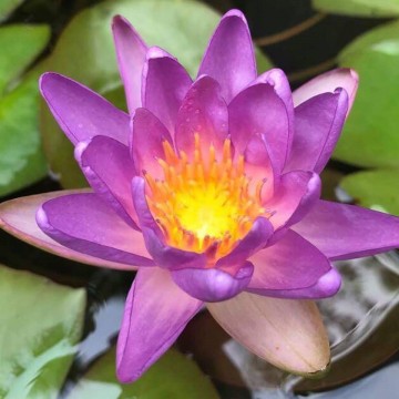 Nymphaea fay mcdonald 2 nelumbogarden waterlilies 6