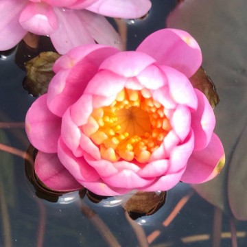 Nymphaea fire crest nelumbogarden waterlilies 1