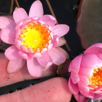 Nymphaea fire crest nelumbogarden waterlilies 3