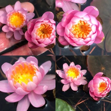 Nymphaea fire crest nelumbogarden waterlilies 5