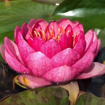 Nymphaea "Fireball"