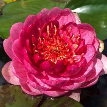 Nymphaea fireball  matthijs hazeleger nelumbo garden waterlelies 4