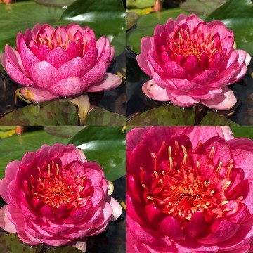 Nymphaea fireball  matthijs hazeleger nelumbo garden waterlelies 5