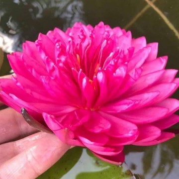 Nymphaea fuchsia pom pom nelumbogarden waterlilies 2