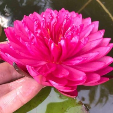 Nymphaea fuchsia pom pom nelumbogarden waterlilies 3