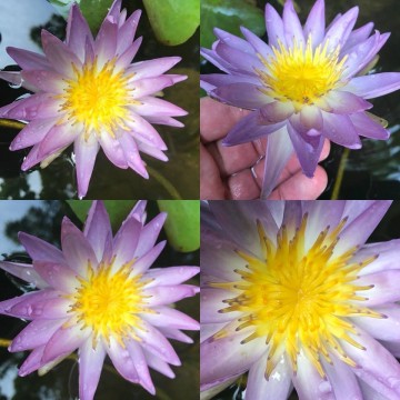 Nymphaea garry wagner nelumbogarden waterlilies 11