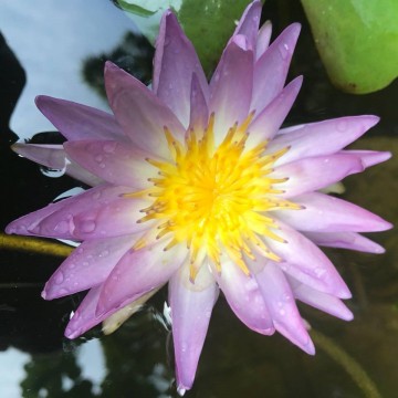 Nymphaea garry wagner nelumbogarden waterlilies 2