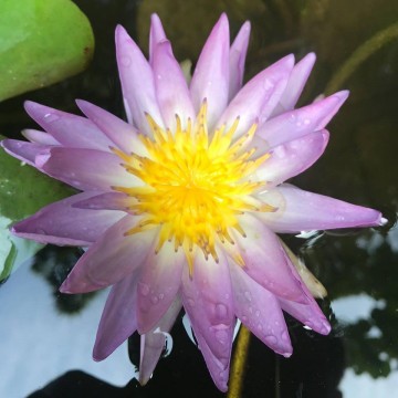 Nymphaea garry wagner nelumbogarden waterlilies 3