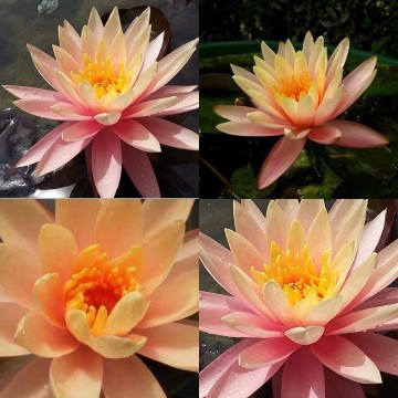Nymphaea georgia peach nelumbogarden waterlilies 2