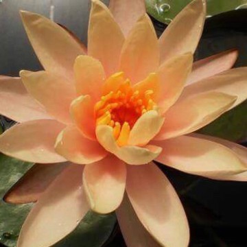 Nymphaea georgia peach nelumbogarden waterlilies 3