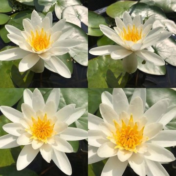 Nymphaea gladstoniana nelumbogarden waterlilies 3