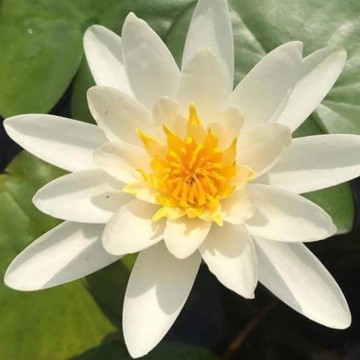 Nymphaea gladstoniana nelumbogarden waterlilies 4