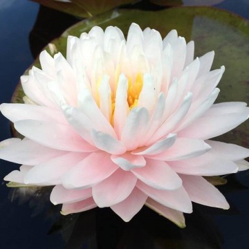 Nymphaea gloire du temple sur lot nelumbogarden waterlilies 3