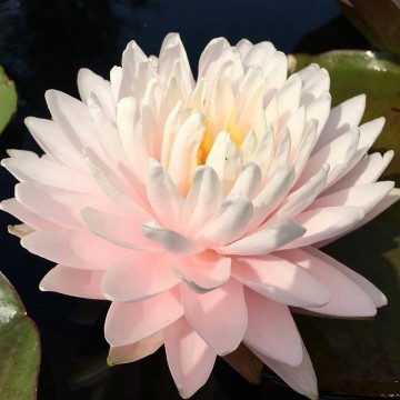 Nymphaea gloire du temple sur lot nelumbogarden waterlilies 4