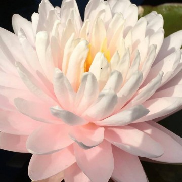 Nymphaea gloire du temple sur lot nelumbogarden waterlilies 5