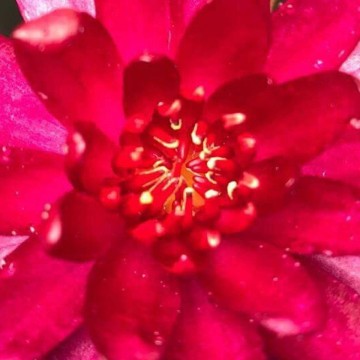 Nymphaea granat nelumbogarden waterlilies 2