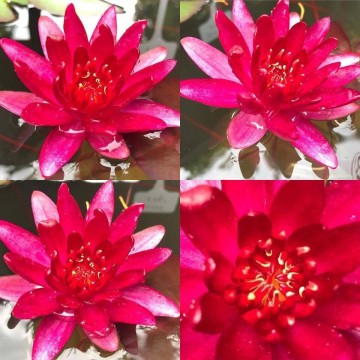 Nymphaea granat nelumbogarden waterlilies 3