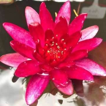 Nymphaea granat nelumbogarden waterlilies 4