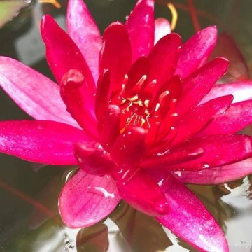 Nymphaea granat nelumbogarden waterlilies 5