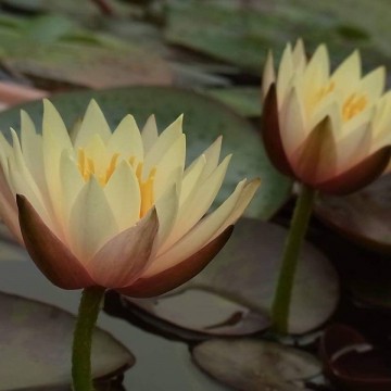 Nymphaea hawaiian gold nelumbo garden matthijs hazeleger waterlelies 2