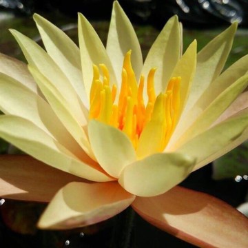 Nymphaea hawaiian gold nelumbo garden matthijs hazeleger waterlelies 3