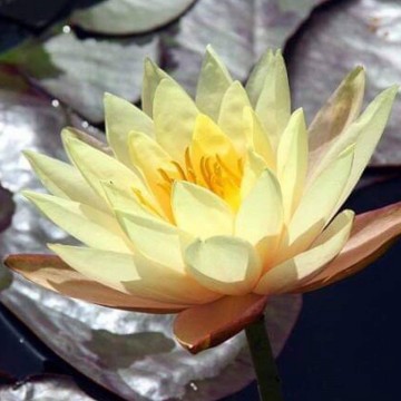 Nymphaea "Hawaiian Gold"