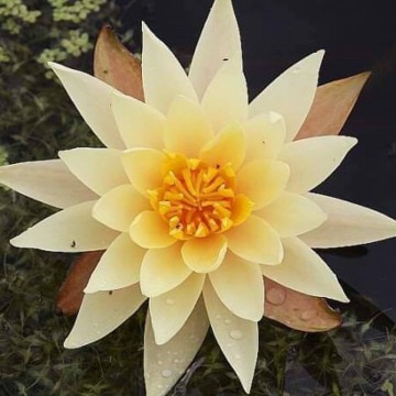 Nymphaea hawaiian gold nelumbo garden matthijs hazeleger waterlelies 6