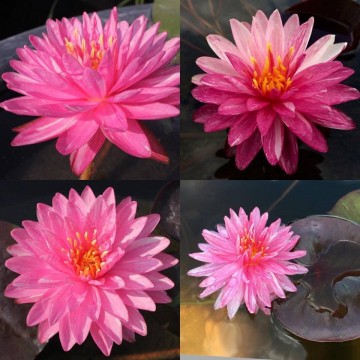 Nymphaea jakkaphan nelumbogarden waterlilies 2