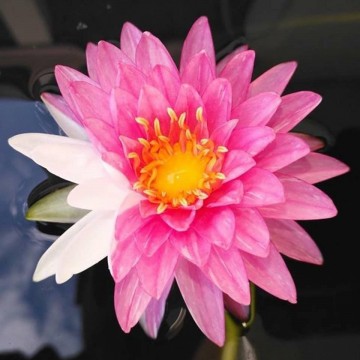 Nymphaea jakkaphan nelumbogarden waterlilies 3