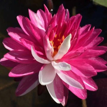 Nymphaea jakkaphong nelumbogarden waterlilies 3 1