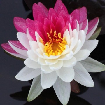 Nymphaea jakkaphong nelumbogarden waterlilies 4 1