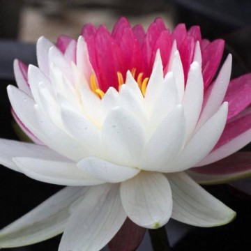 Nymphaea jakkaphong nelumbogarden waterlilies 7