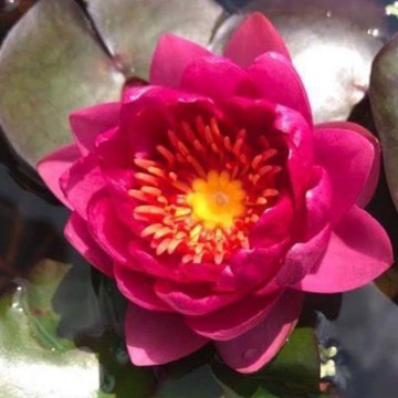 Nymphaea james brydon nelumbogarden waterlilies 5
