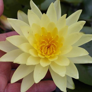 Nymphaea joey tomocik nelumbogarden waterlilies 3