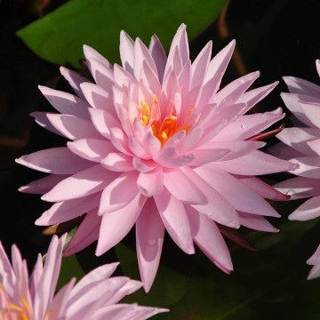 Nymphaea khongkwan nelumbogarden waterlilies matthijs hazeleger water lilies 4.jpg