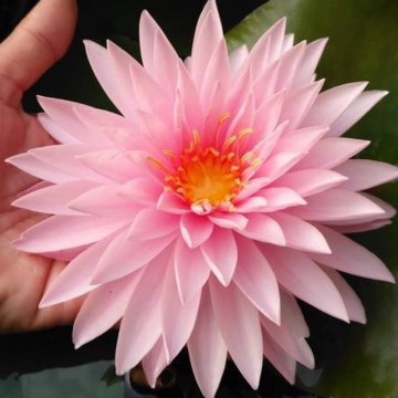 Nymphaea khongkwan nelumbogarden waterlilies matthijs hazeleger water lilies 5.jpg