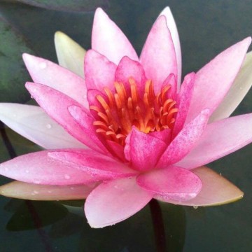Nymphaea larroque nelumbogarden waterlilies 2
